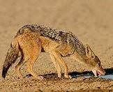 The black-backed jackal is the most common species of jackal.