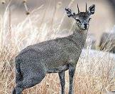 Klipspringers are typically found in rocky areas.