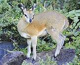 The klipspringer's hooves are ideal for jumping.
