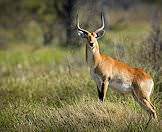 The red lechwe is an attractive medium-sized antelope.