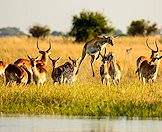 Red lechwe are always located near water.