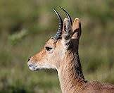 A side angle view of a mountain reedbuck.