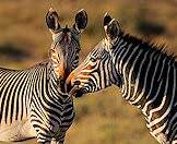 A pair of mountain zebras sniff one another.