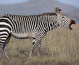 The mountain zebra's stripes are closer together.