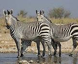 A trio of Hartman's zebra in Namibia.