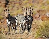 Mountain zebras are social herd animals.