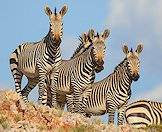 Hunt mountain zebra is the Eastern Cape or Free State.