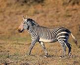 A mountain zebra in South Africa.