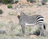 A fine specimen of mountain zebra.