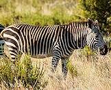 A mountain zebra wanders through the bush.