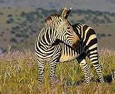 Mountain zebras lack the shadow stripes of Burchell's zebra.