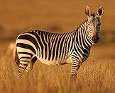 A Cape mountain zebra gazes back at the camera.