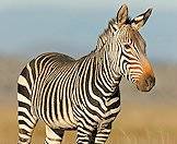 Each zebra has its own unique stripe pattern.