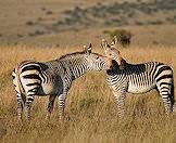 Mountain zebras in Mountain Zebra National Park.