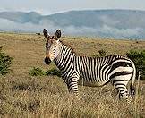 Mountain zebras enjoy the mountainous slopes of the Eastern Cape.