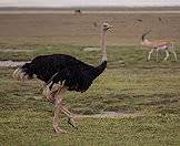 Ostriches occur widely across the continent.