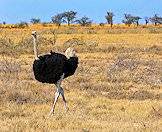 Ostriches typically enjoy an open, semi-arid environment.