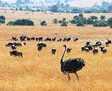 Ostriches assimilate well with other plains game species.