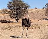 Ostriches have very powerful legs.