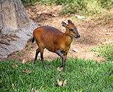 A red duiker traverses a lawn.