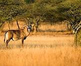 Roan antelope have handsome masks across their faces.