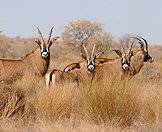 A herd of roan antelope look back at the camera.
