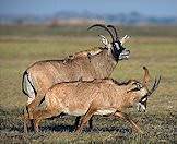 A roan antelope bull and a cow.