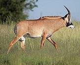 A lone roan antelope wanders the bush.