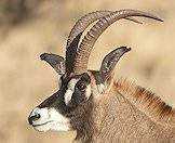 Roan antelope of ringed backward sweeping horns.