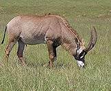 The majestic roan antelope.