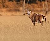 A roan antelope pauses and looks back in the veld.