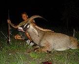 A roan antelope hunted at night.