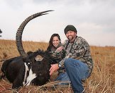 Sable antelope are available in numerous hunting concessions.