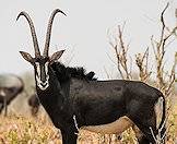 A sable antelope bull looks directly at the camera.