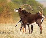 A sable antelope bull and a cow.