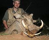Hunt warthog at night.