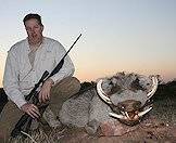 A warthog hunted in the late afternoon.