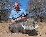 A warthog hunted in the bushveld.