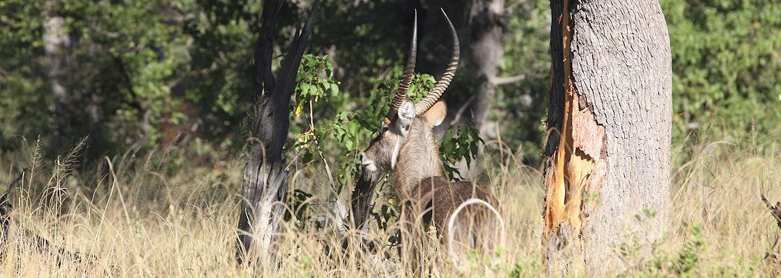 A waterbuck encountered in the wilderness of Botswana.