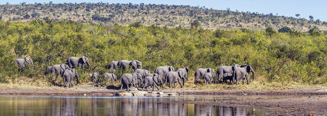 A herd of elephants in the Kruger National Park.