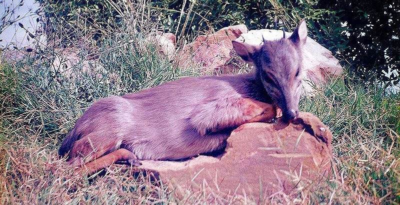 A blue duiker hunted on safari in the Eastern Cape.
