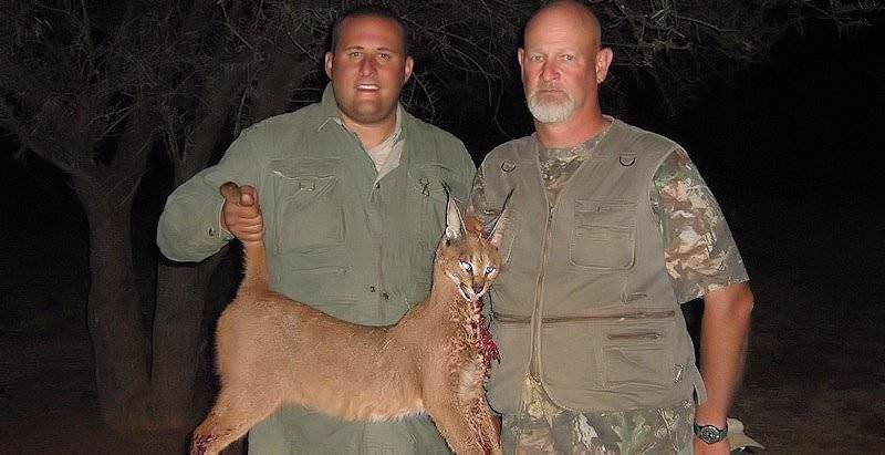 An evening caracal hunt in the Eastern Cape.