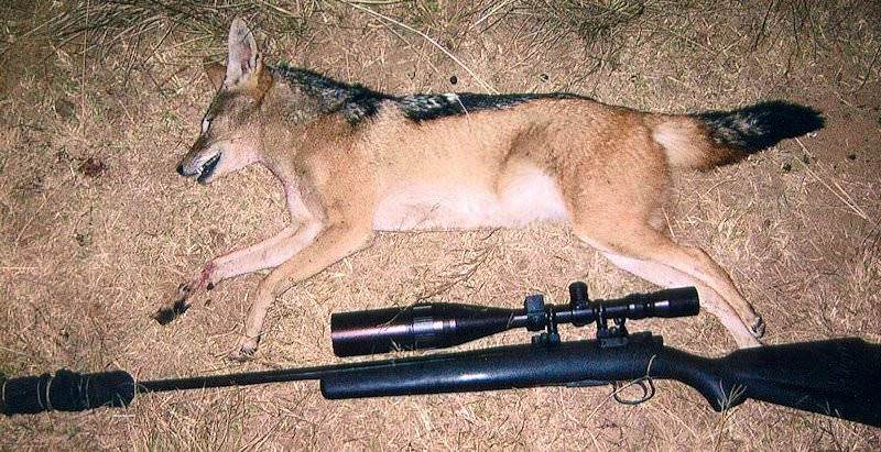 A jackal trophy presented for a photograph with a hunting rifle.