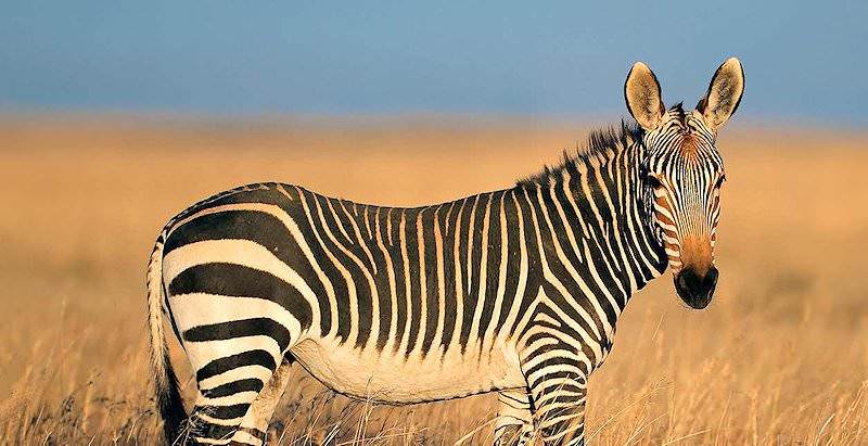 A Cape mountain zebra in the Cape Mountain Zebra National Park.