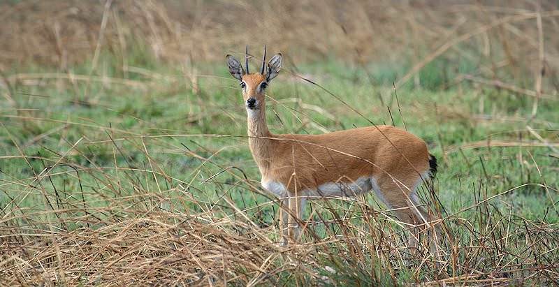 The oribi is a rare trophy.