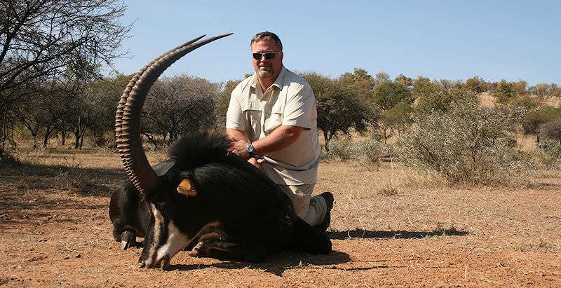 The sable antelope is one of the large species of antelope that can be hunted.