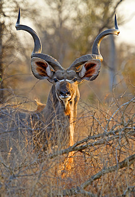 Mature kudu bull with spiral horns in South African bushveld