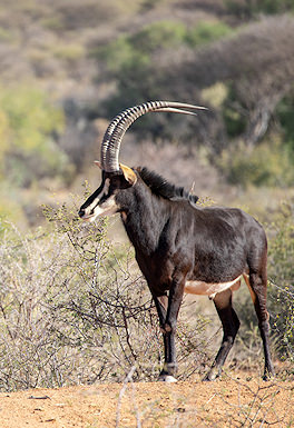 Sable antelope bull with sweeping horns in woodland habitat