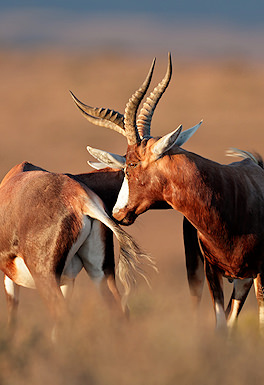 Blesbok ram with white facial blaze on open grassland