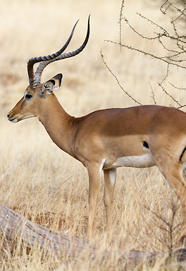 Impala ram standing alert in South African savanna